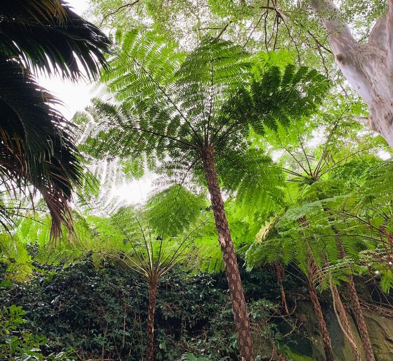 Tree Fern