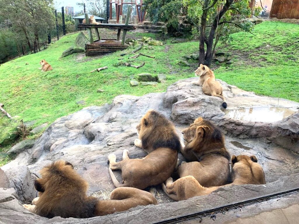 Lions at the Sydney Zoo