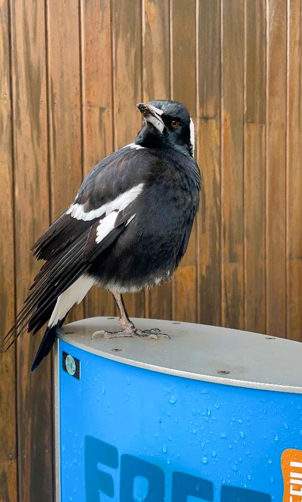 Australian Magpie at the Sydney Zoo.