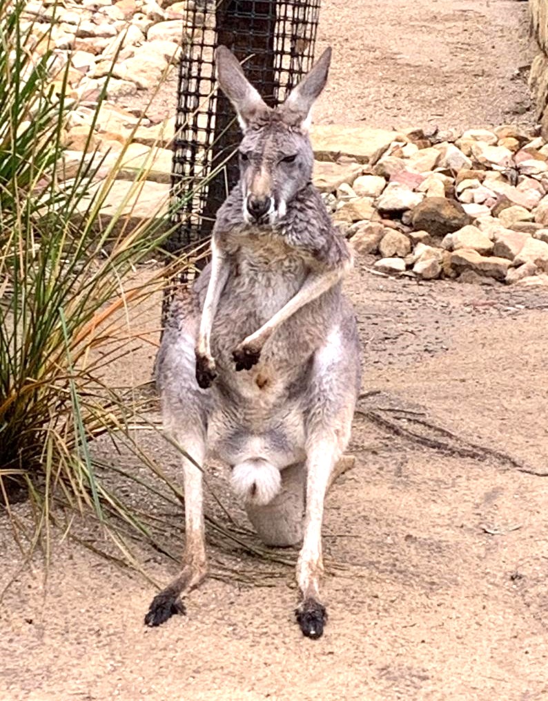 Kangaroo 