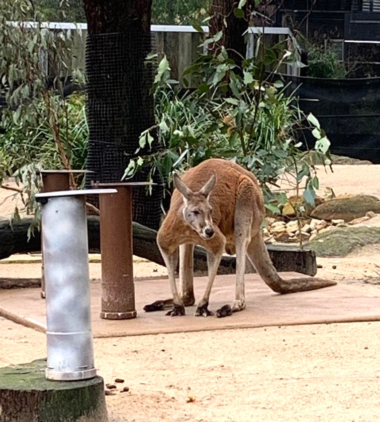 Kangaroo at the Sydney zoo.