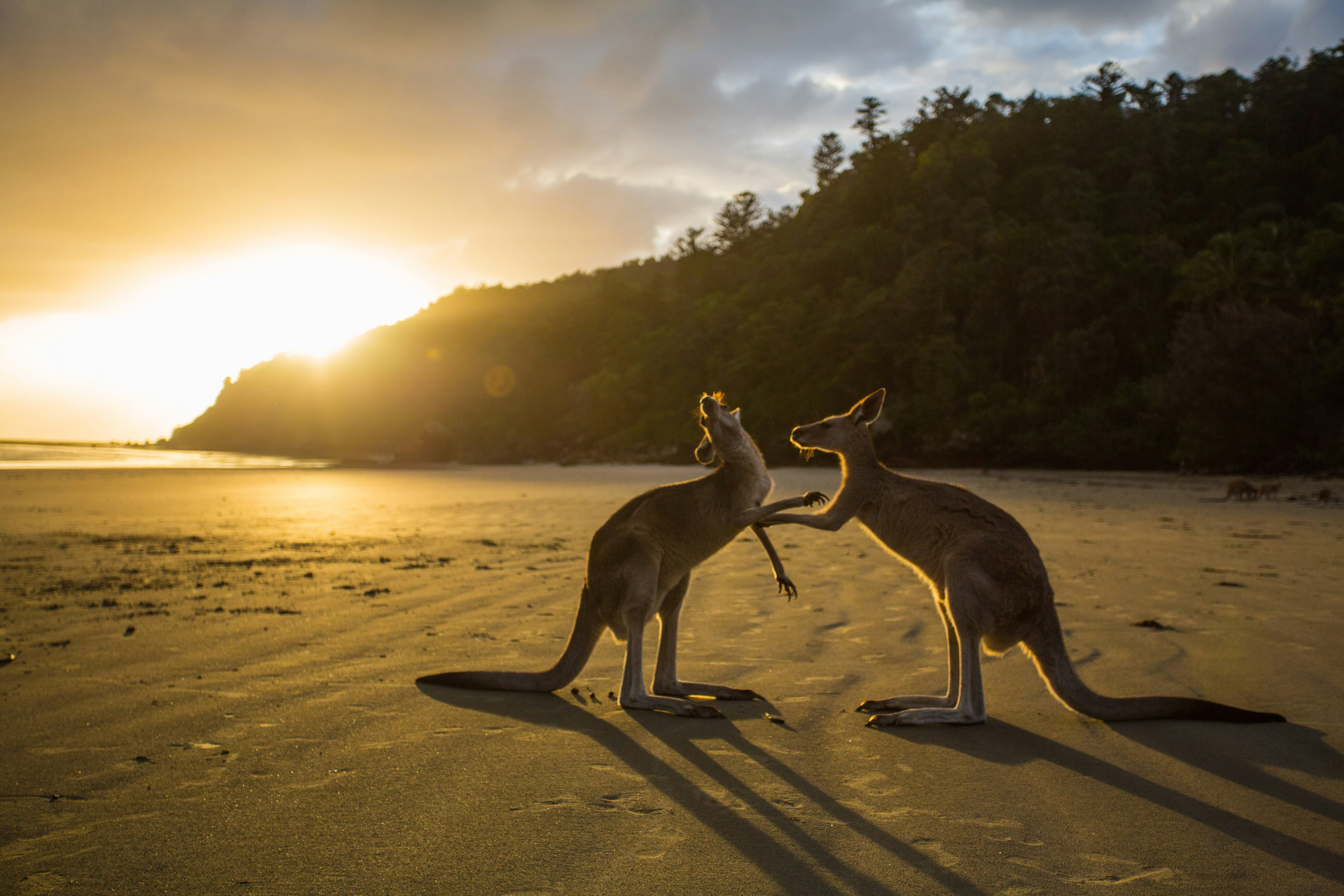 Two Roos on a beach.