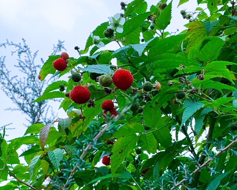 Balloon Berries