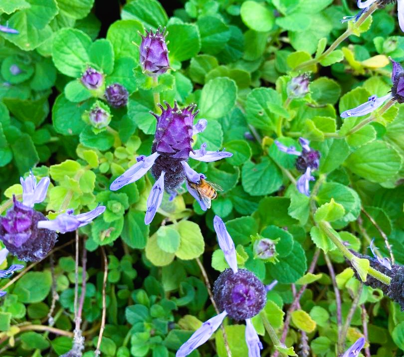 Coleus with bee