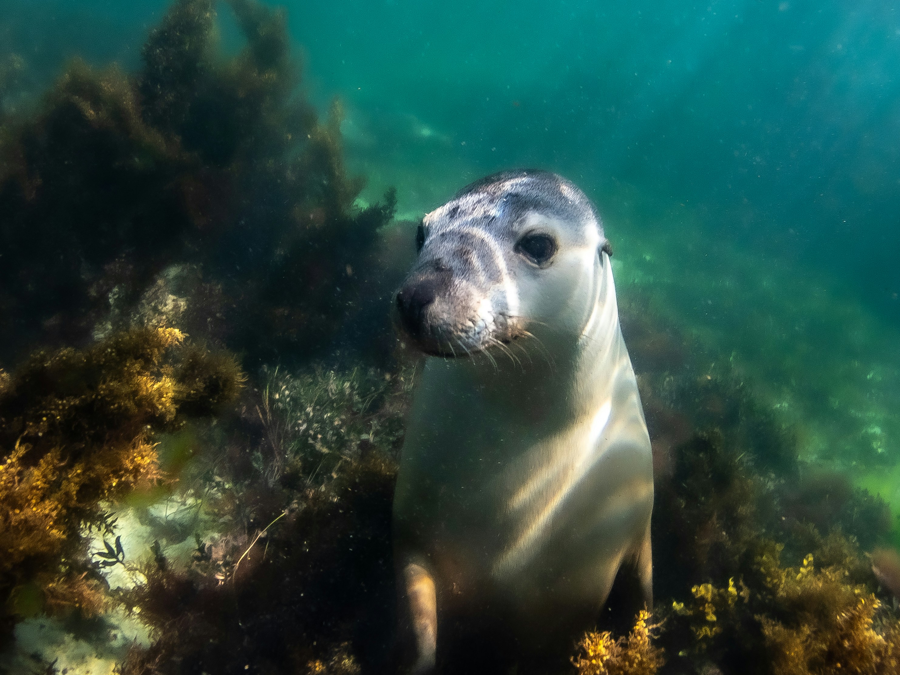 Australian Sea Lion