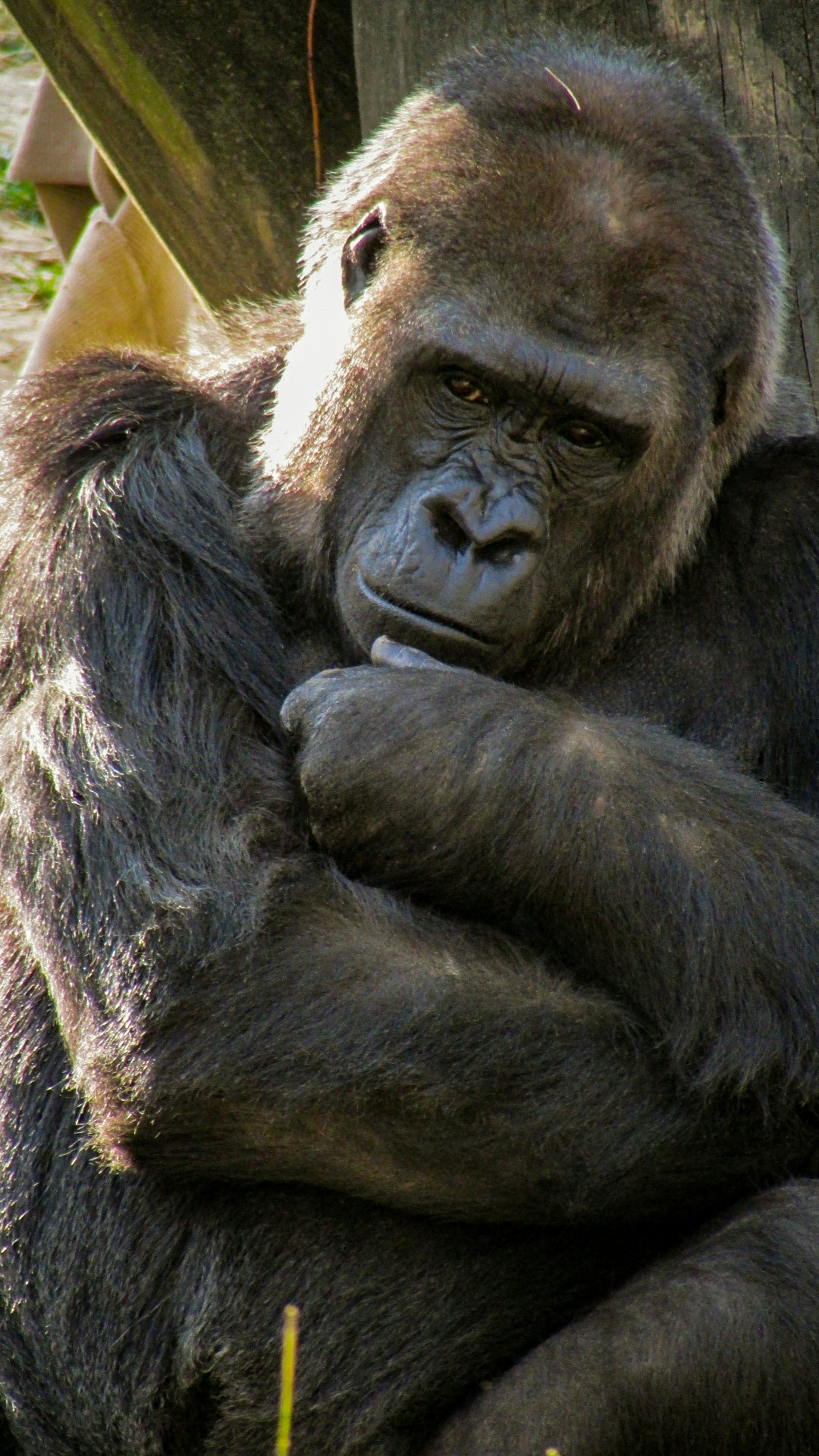 Gorilla 