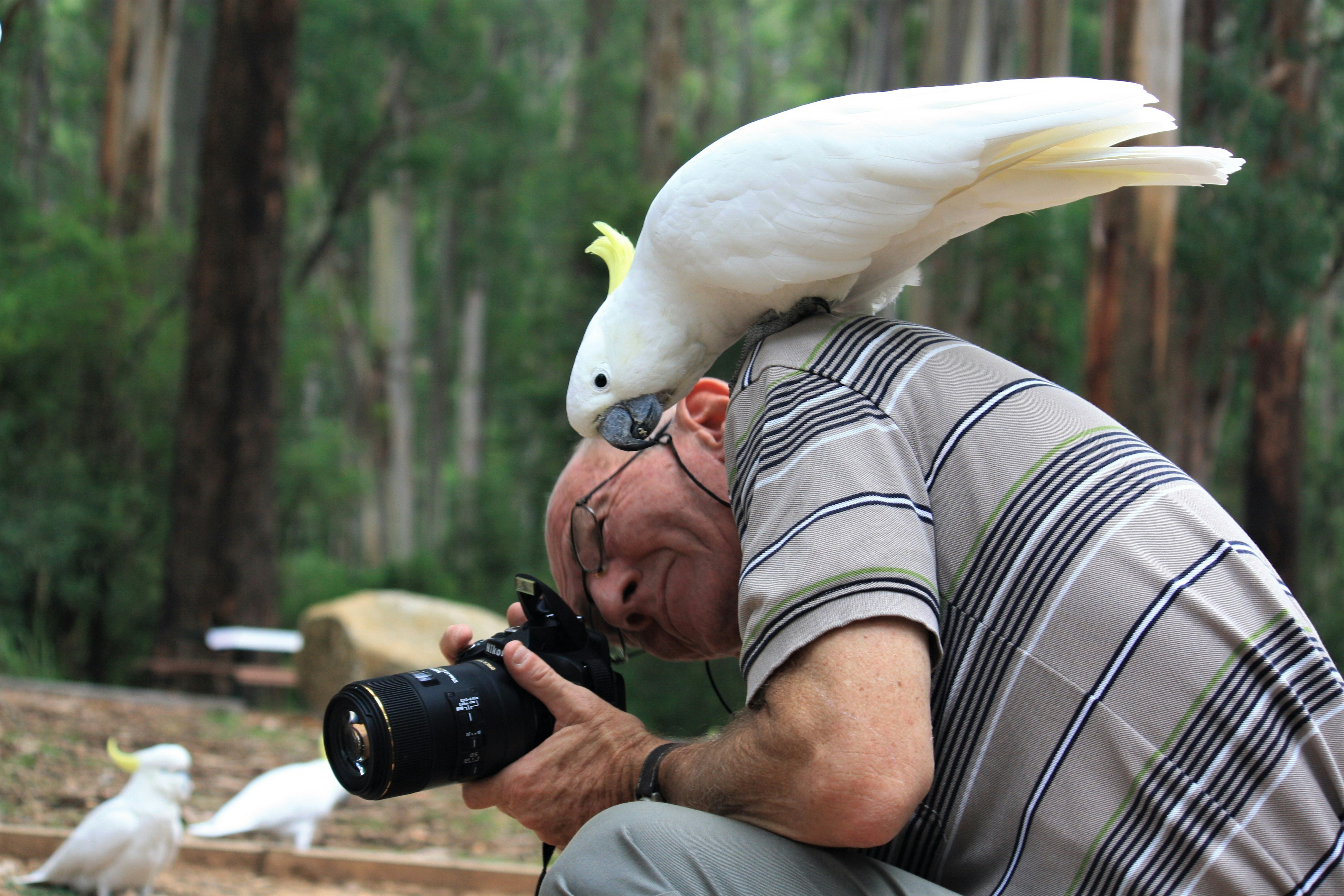 Cockatoo and man