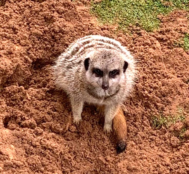 Meerkat