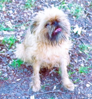 Griffon in Munich park