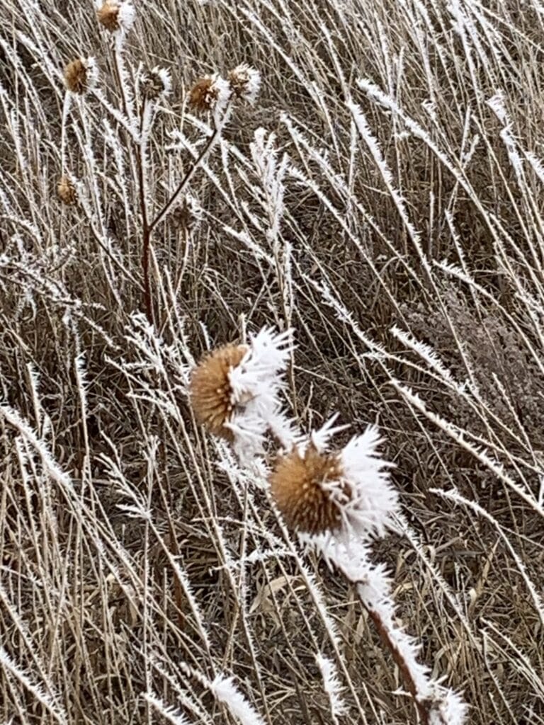 Prairie plant with frost