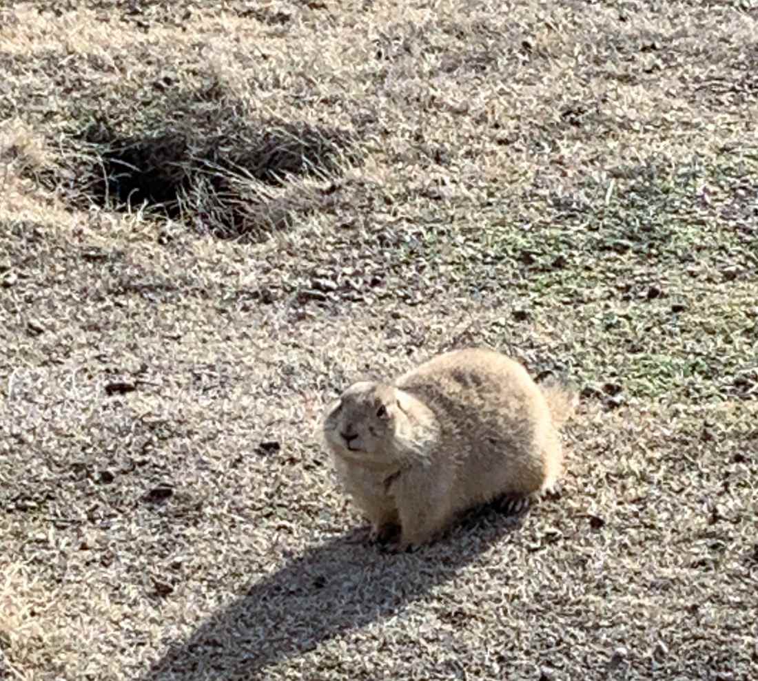 Prairie Dog Posing