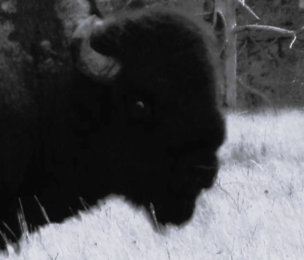 Bison Eye