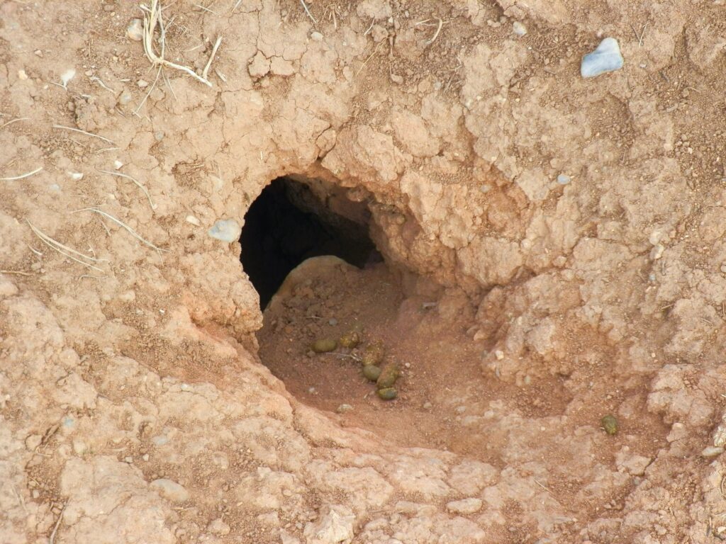 Prairie Dog Hole