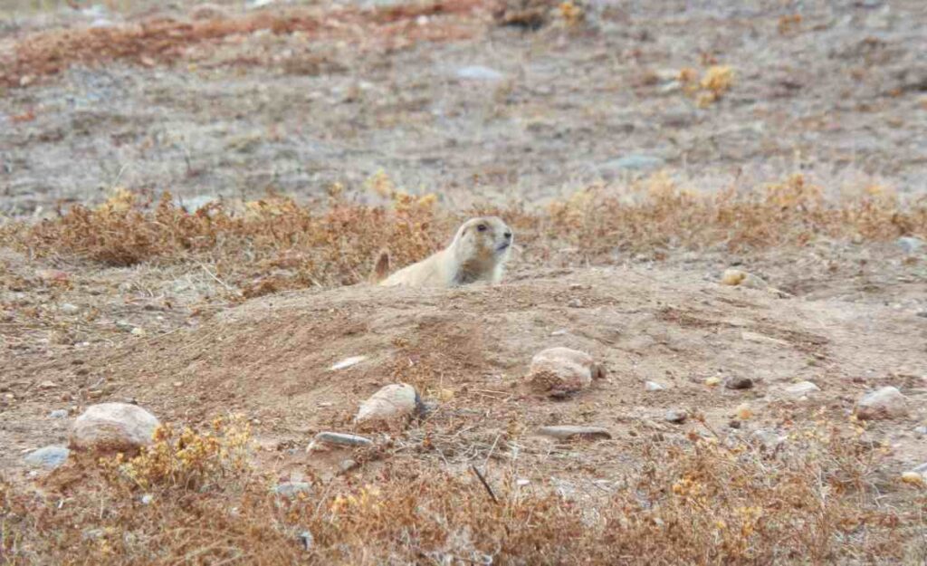 prairie dog6